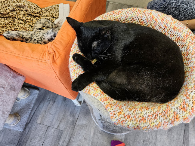 Comentarii opinii despre Alley Cat Cat Cafe