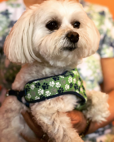 Comentarii opinii despre My Dog's Cafe & Bar