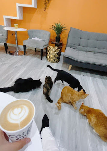Comentarii opinii despre Cat Cafe on Whyte