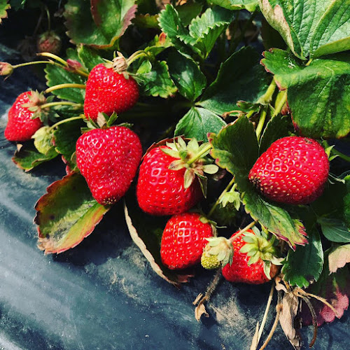 Driediger Farms Market - Hospitality and gastronomy