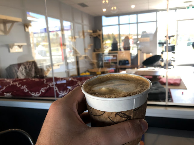 The Purrfect Cup - A Cat Cafe - Fredericton
