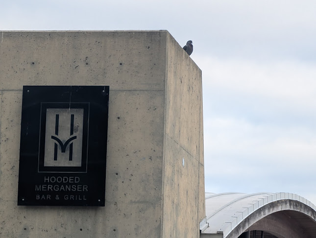 Hooded Merganser Restaurant