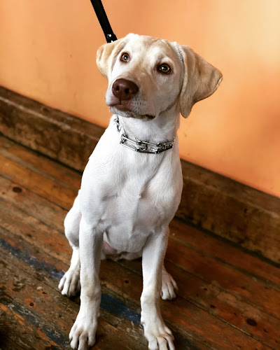 My Dog's Cafe & Bar - Hospitality and gastronomy