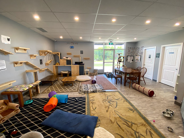 Comentarii opinii despre The Purrfect Cup - A Cat Cafe