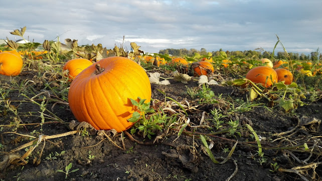 11020 No 4 Rd, Richmond, BC V7A 2Z8