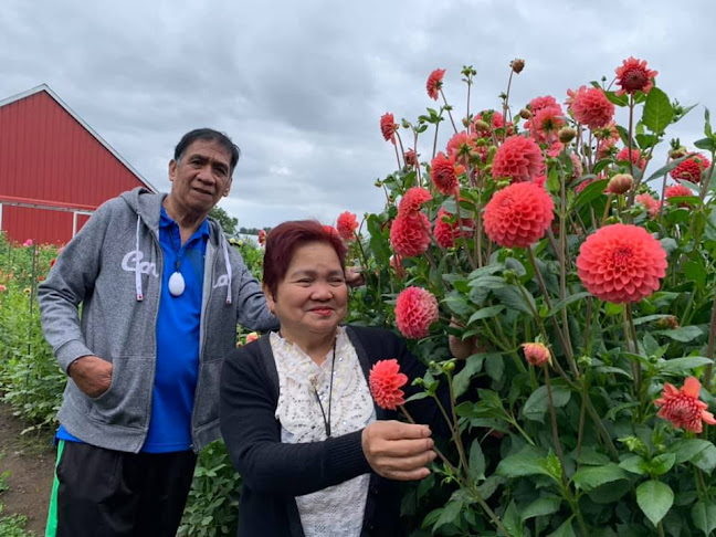 Comentarii opinii despre Moore Blooms Dahlias