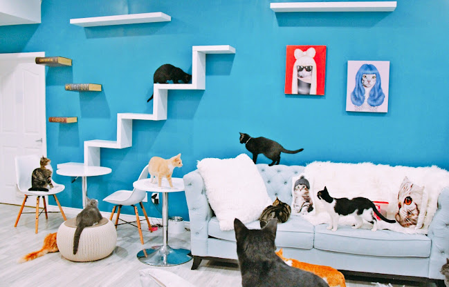 Cat Cafe on Whyte - Hospitality and gastronomy