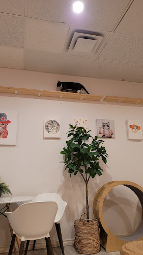 Comentarii opinii despre Cat Cafe on Whyte