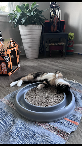 Opinii despre Alley Cat Cat Cafe în Stratford - Hospitality and gastronomy