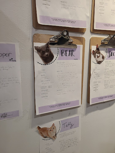Opinii despre Cat Cafe on Whyte în Edmonton - Hospitality and gastronomy