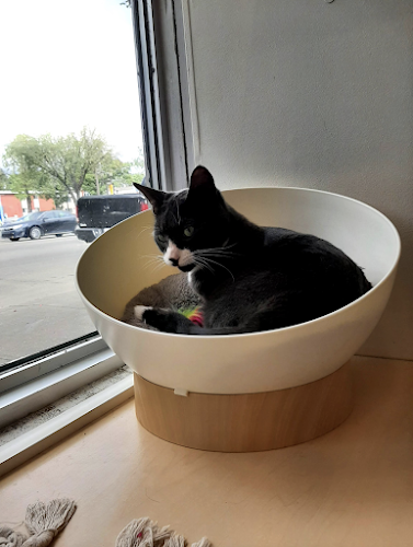 Cat Cafe on Whyte - Edmonton