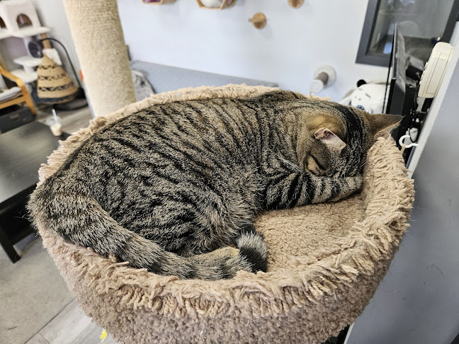 Alley Cat Cat Cafe - Hospitality and gastronomy
