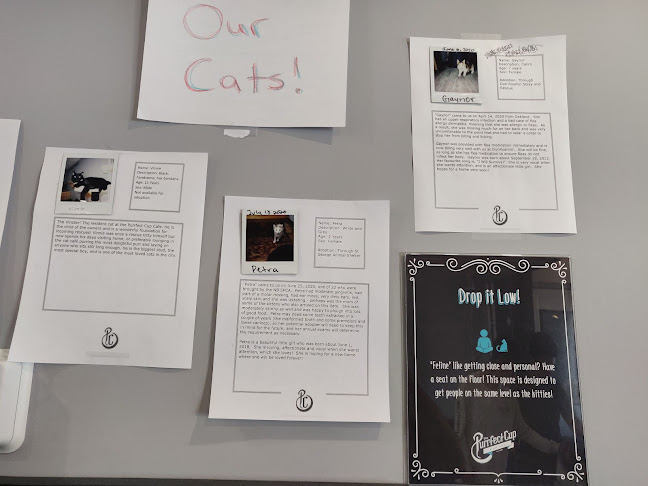 The Purrfect Cup - A Cat Cafe - Fredericton