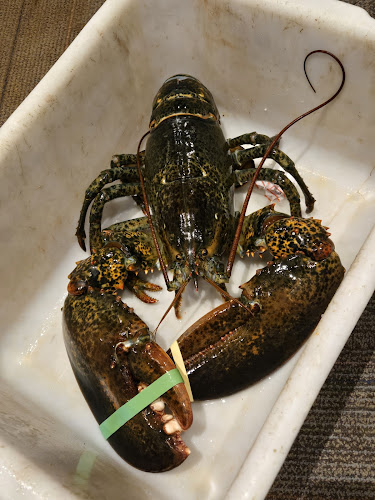 Fishman Lobster Clubhouse Restaurant - Hospitality and gastronomy