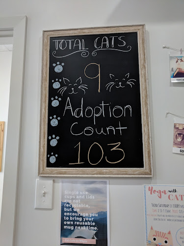 Cat Cafe on Whyte - Edmonton