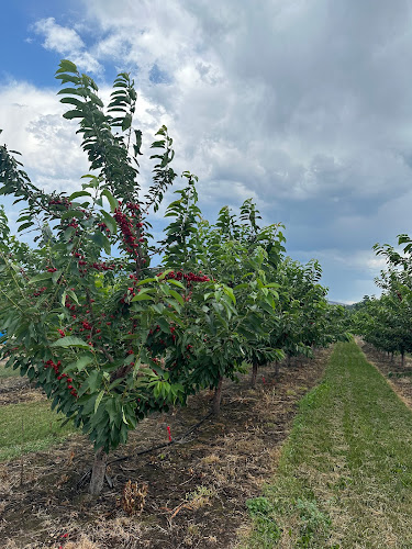 Comentarii opinii despre Greenway Fruit Stand U Pick Cherries