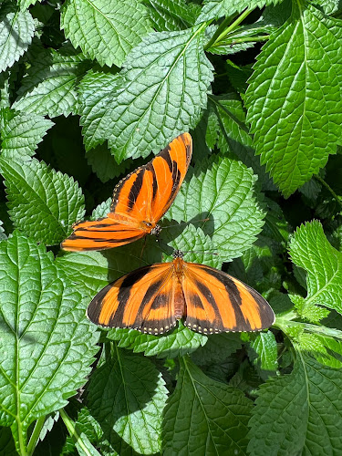 Garden Café - Niagara Falls