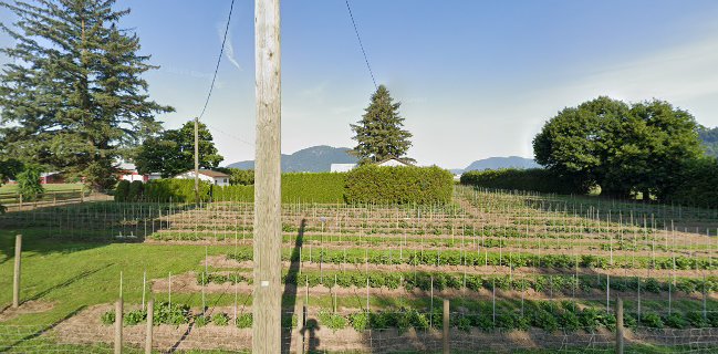 Moore Blooms Dahlias